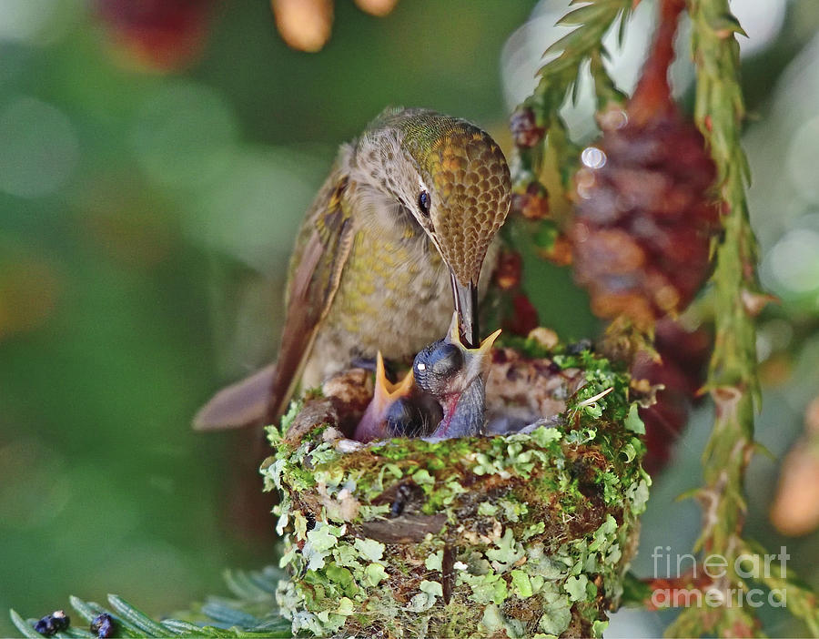 Annas Hummingbird Feeding her chicks Photograph by Amazing Action Photo Video