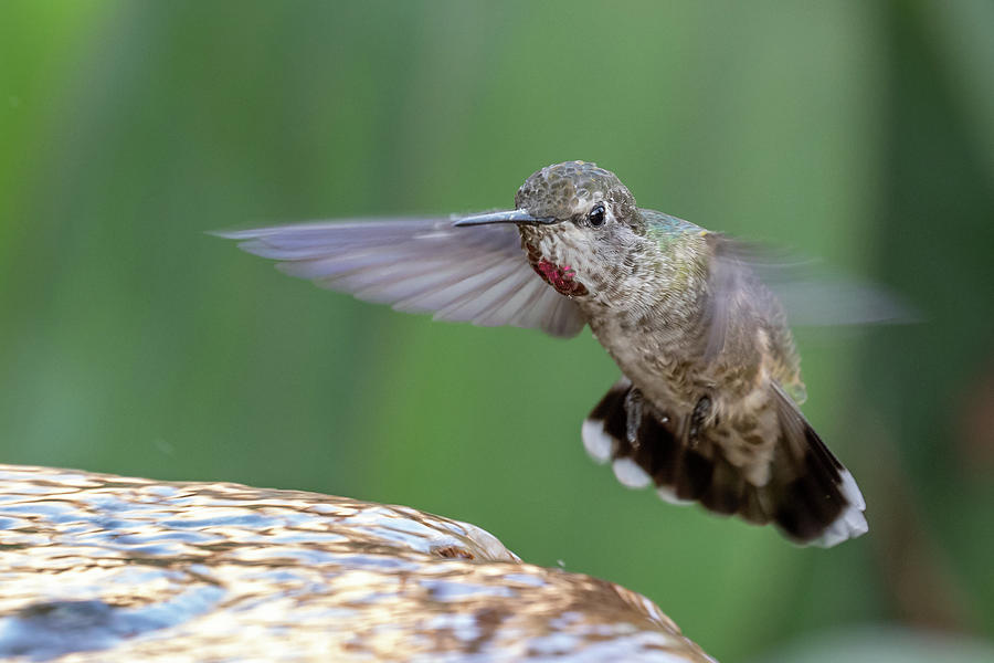 Bird Photograph - Annas Hummingbird Female 1 by MaryJane Sesto