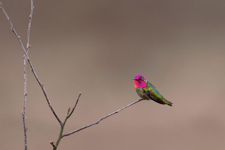 Annas Hummingbird Full Colors Photograph by Nancy Gleason