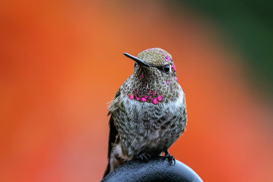 Anna's Hummingbird in Autumn Photograph by Joseph Siebert - Pixels