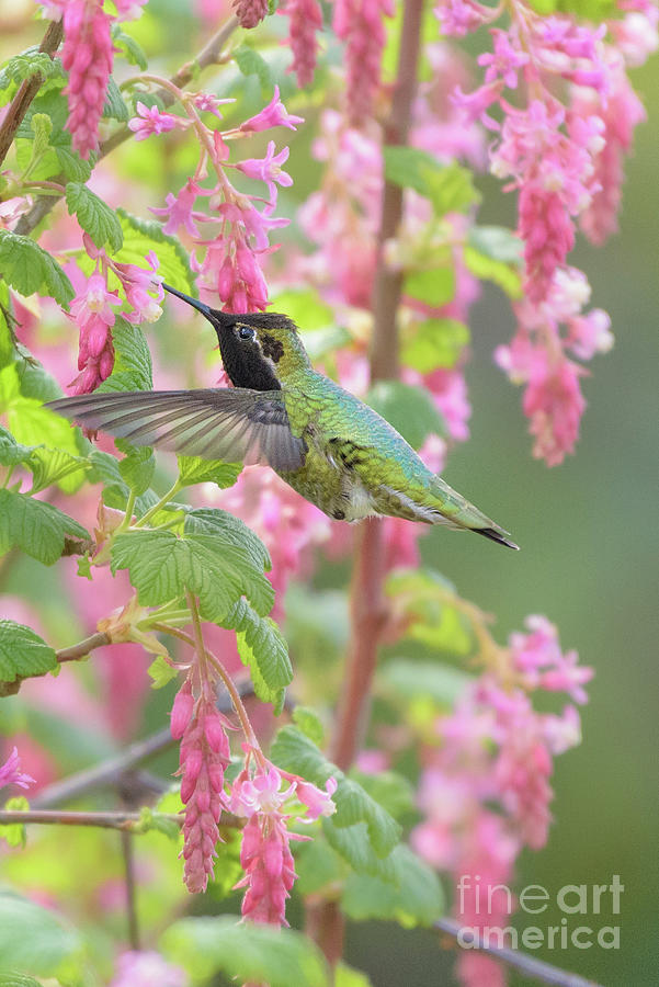 Seattle Photograph - Annas Hummingbird in Cascade of Red Flowering Currant Blossoms by Nancy Gleason