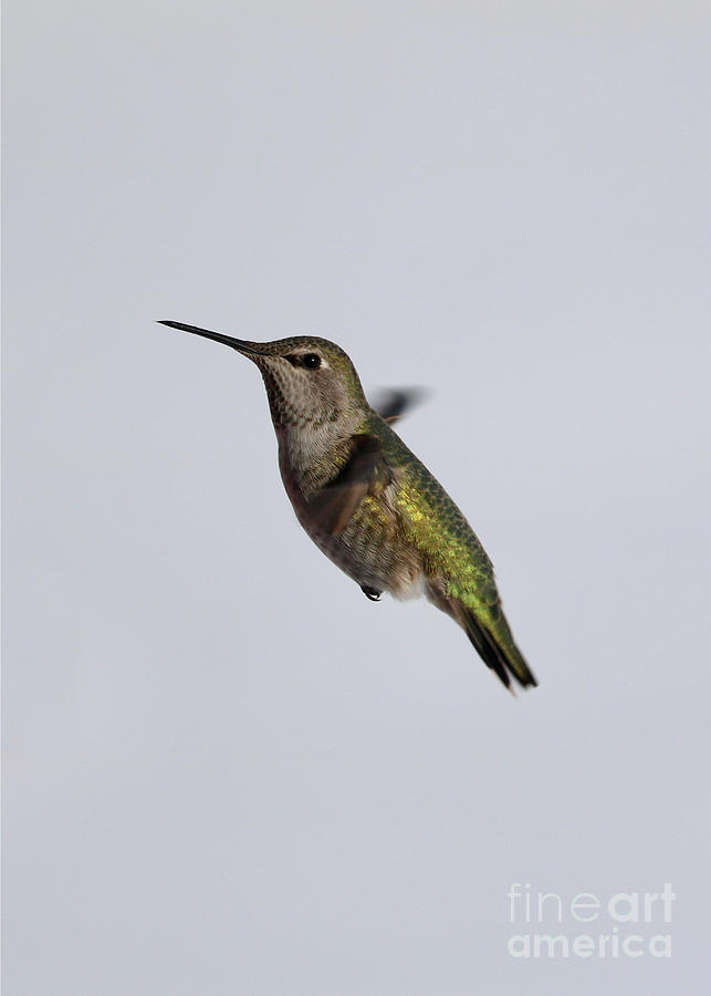 Annas Hummingbird In Flight Vertical Photograph