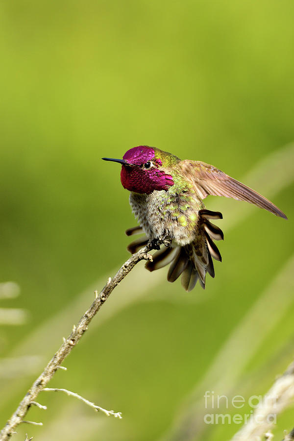 Annas Hummingbird In Green Photograph by John F Tsumas