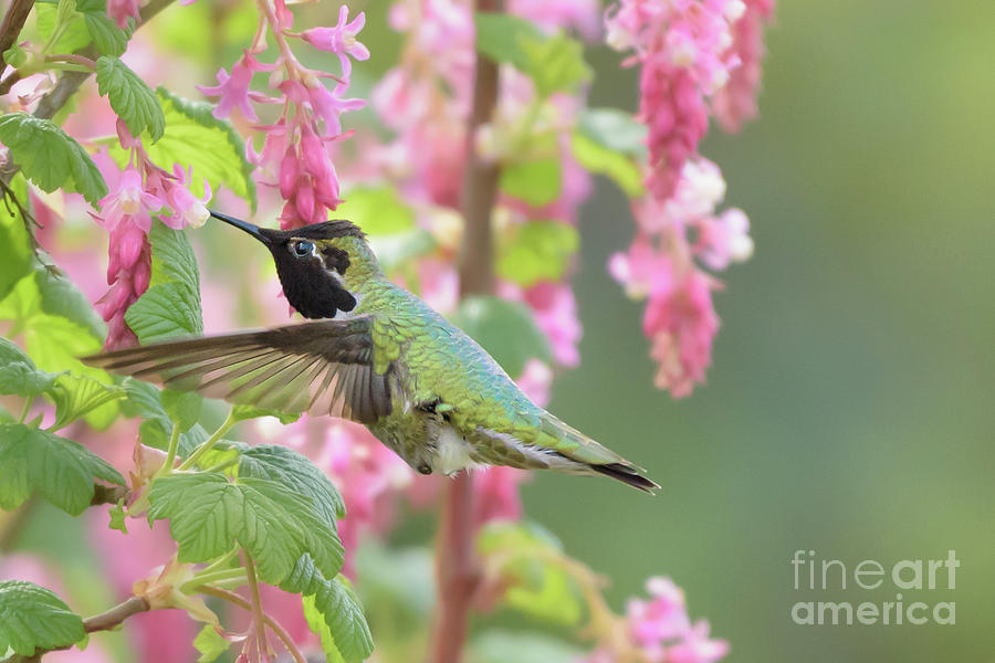 Seattle Photograph - Annas Hummingbird in Red Flowering Currant Blossoms #1 by Nancy Gleason