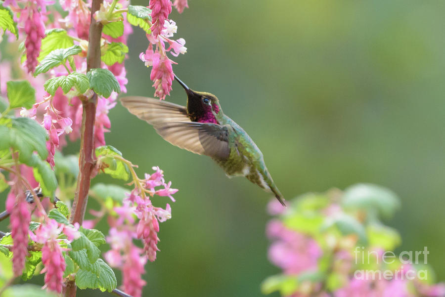 Seattle Photograph - Annas Hummingbird in Red Flowering Currant Blossoms #2 by Nancy Gleason