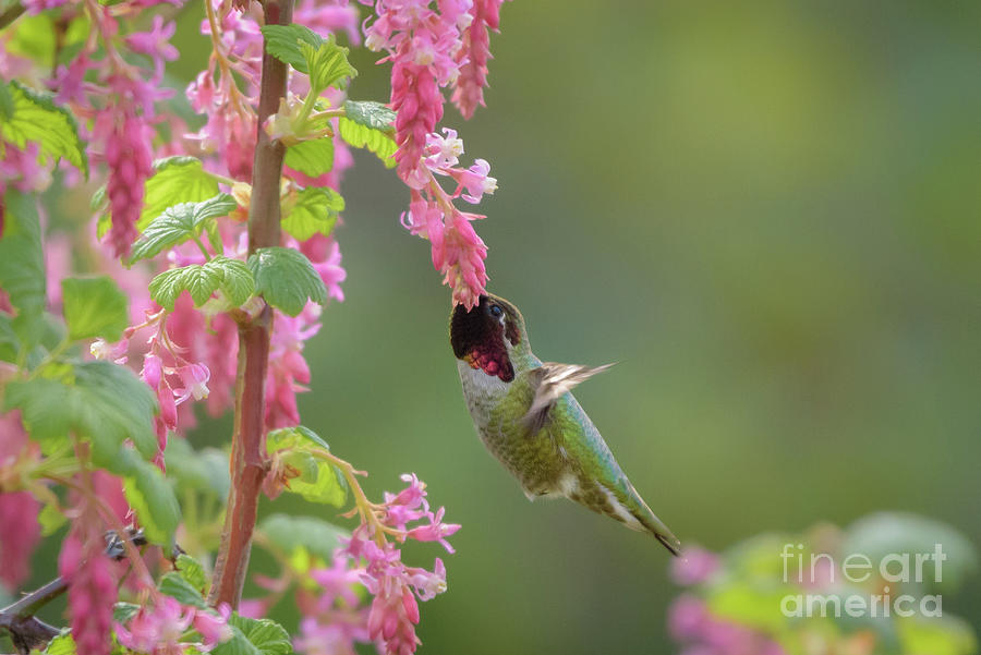 Annas Hummingbird in Red Flowering Currant Blossoms #3 Photograph by Nancy Gleason