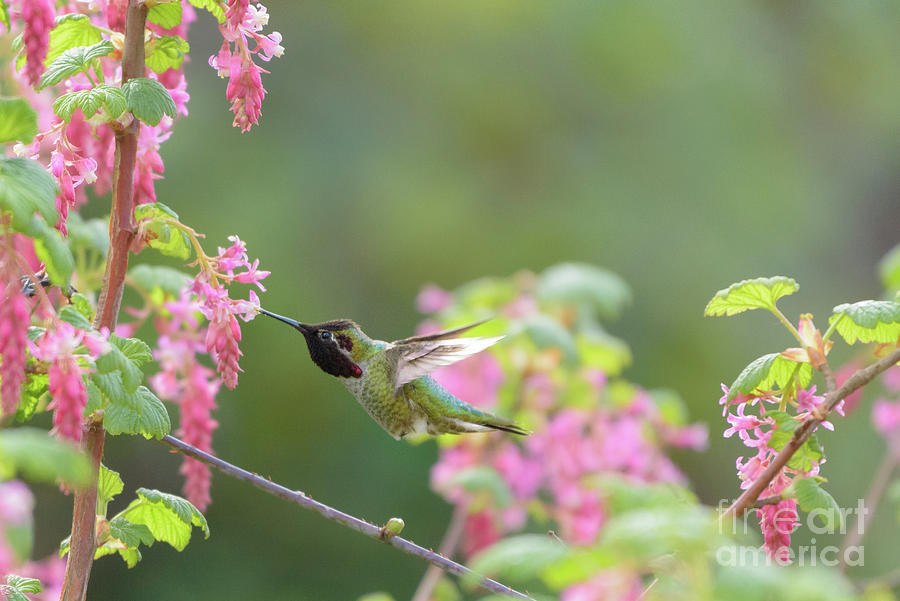 Annas Hummingbird in Red Flowering Currant Blossoms #4 Photograph by Nancy Gleason