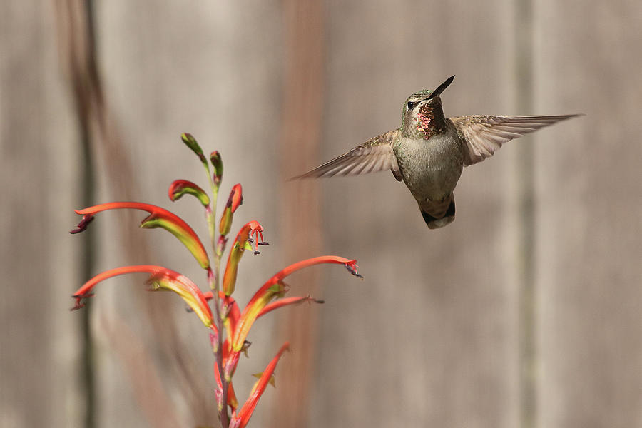 Annas Hummingbird in the Garden Photograph by Morgan Wright