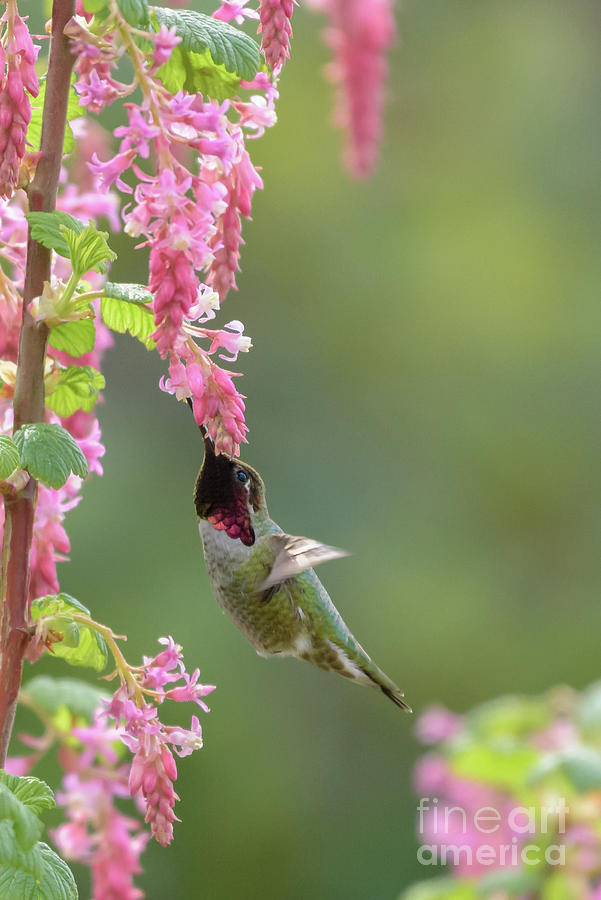 Seattle Photograph - Annas Hummingbird in Tower of Red Flowering Currant Blossoms by Nancy Gleason