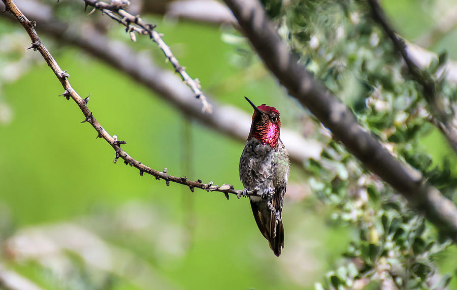 Annas Hummingbird in Tree 1 Photograph by Dawn Richards