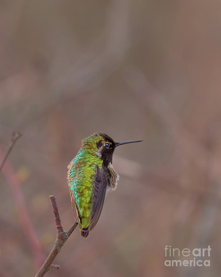 Annas Hummingbird in Winter Photograph by Nancy Gleason