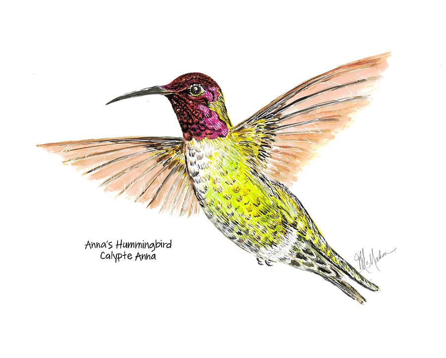 Anna's Hummingbird Drawing by Jill McMahon Fine Art America