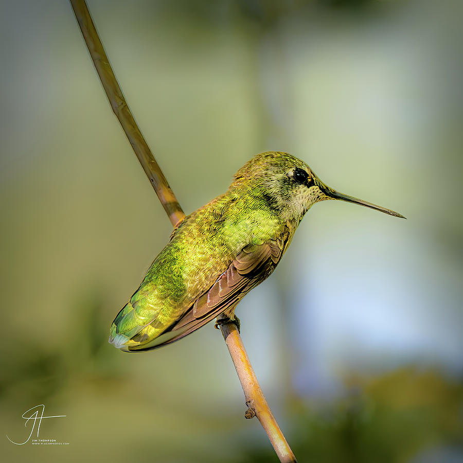 Annas Hummingbird Photograph by Jim Thompson