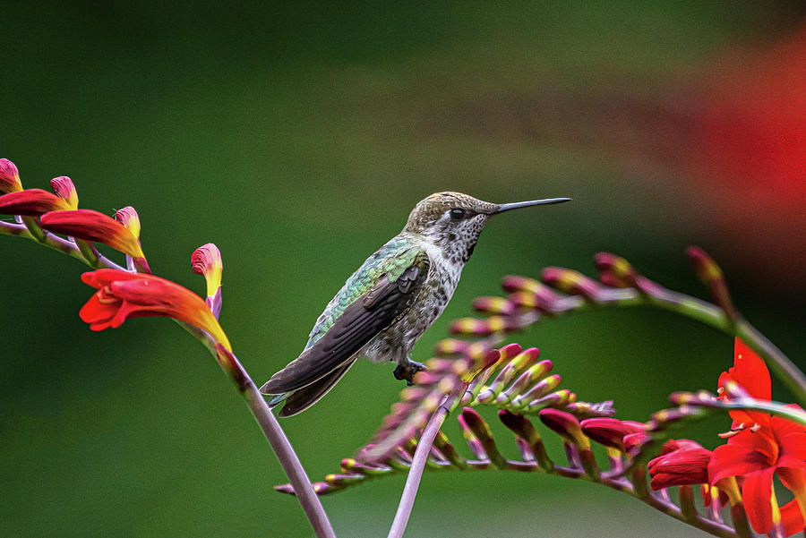 Anna's Hummingbird-July 1, 2021 Photograph by Johanna Froese - Fine Art ...