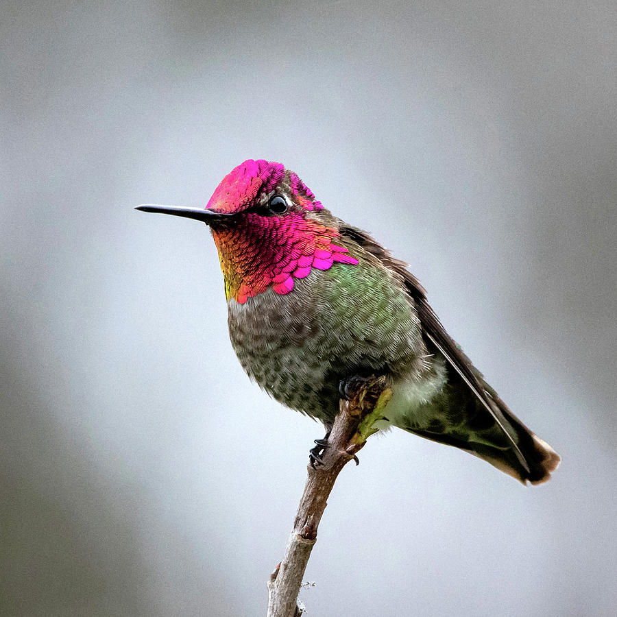 Annas Hummingbird #1 Photograph by Ken Stampfer