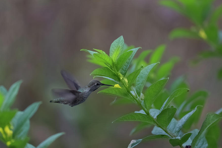 Annas Hummingbird Photograph by Loyd Towe Photography
