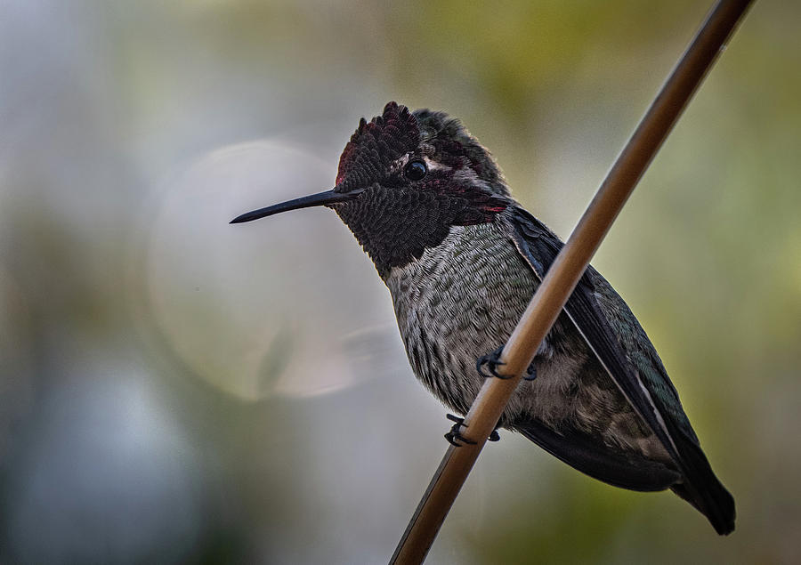 Annas Hummingbird male Photograph by Hershey Art Images