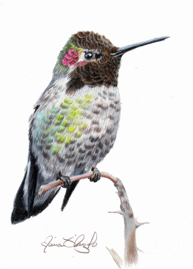 Anna's Hummingbird Drawing by Maria D'Angelo