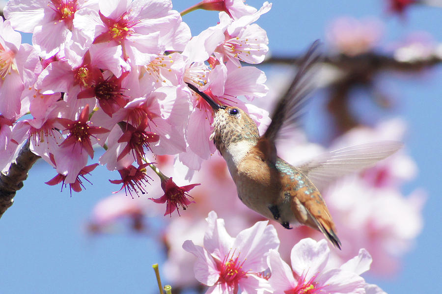 Allens Hummingbird Photograph by MaryJane Sesto