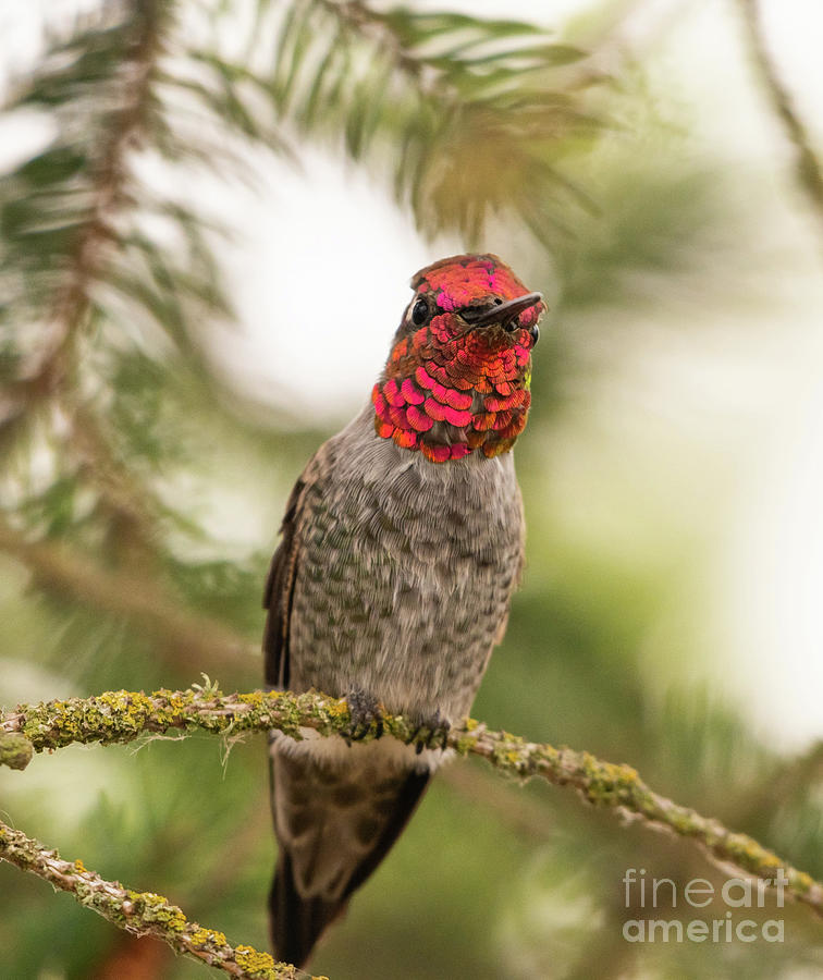 Annas Hummingbird Photograph by Nick Boren