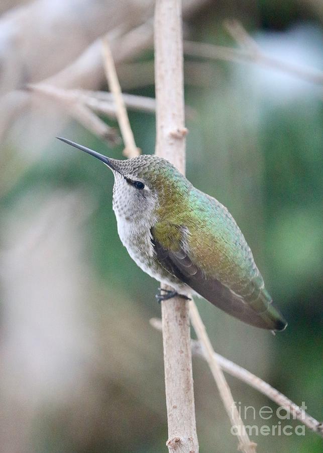 Annas Hummingbird on Branch Photograph by Carol Groenen