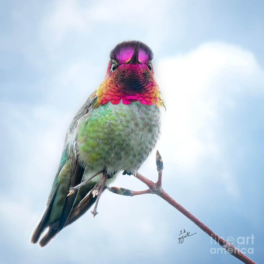 Annas Hummingbird on Branch Photograph by TK Goforth