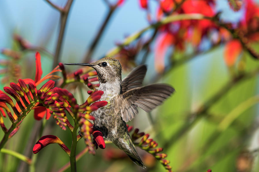 Annas Hummingbird on Crocosmia Photograph by Robert Potts