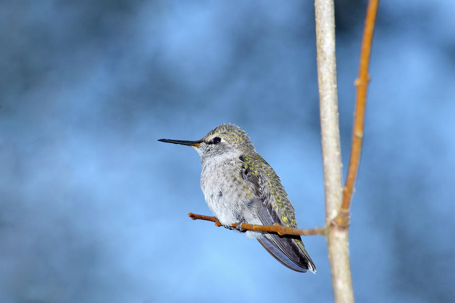 Anna's Hummingbird on Stick Photograph by Emerald Studio Photography ...