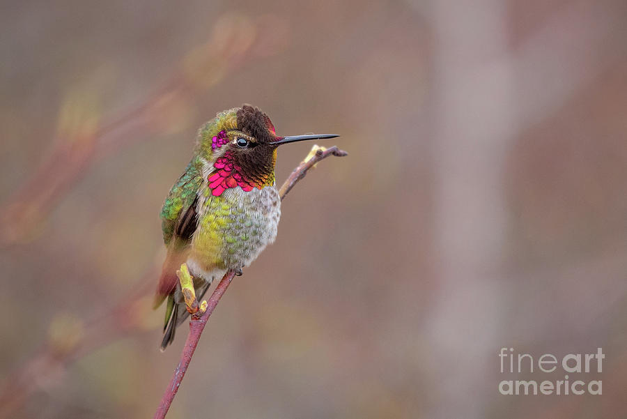 Hummingbird Photograph - Annas Hummingbird on Twig by Nancy Gleason