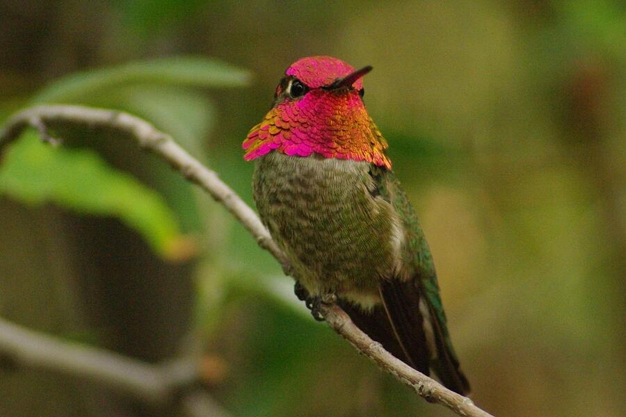 Hummingbird Photograph - Annas Hummingbird by Pat Goltz