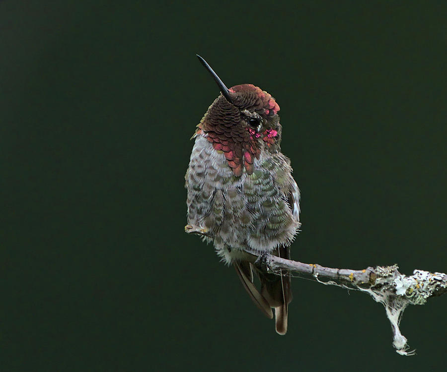 Annas Hummingbird Perched Photograph by Chris Pappathopoulos
