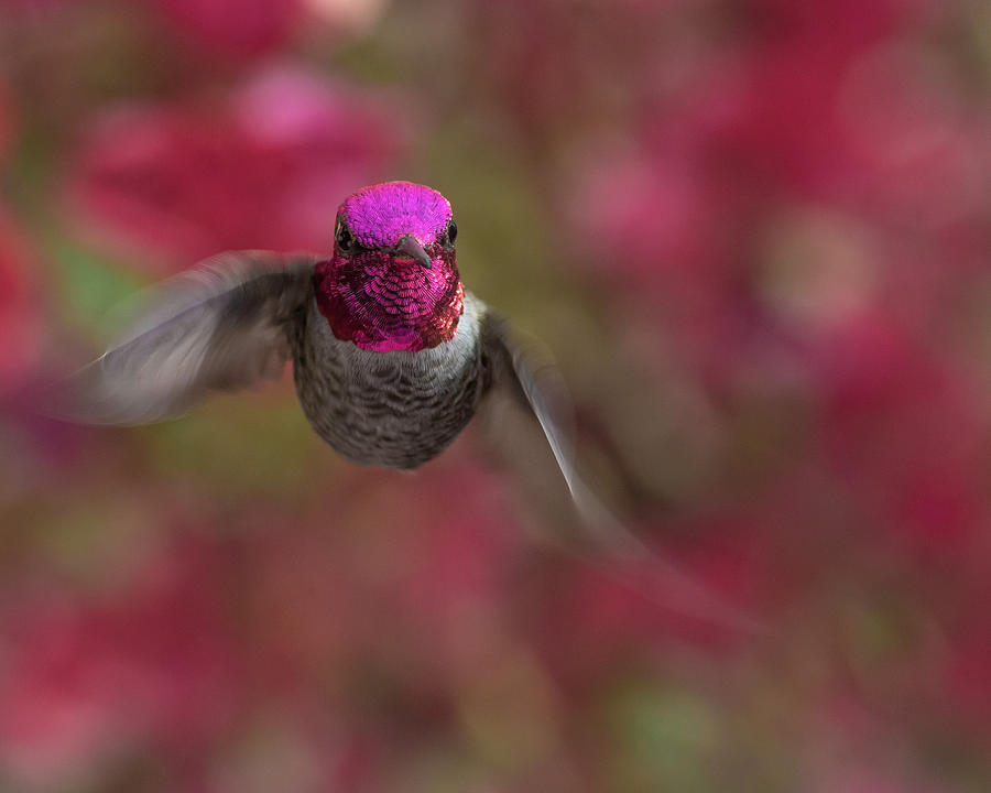 Annas Hummingbird Portrait Photograph