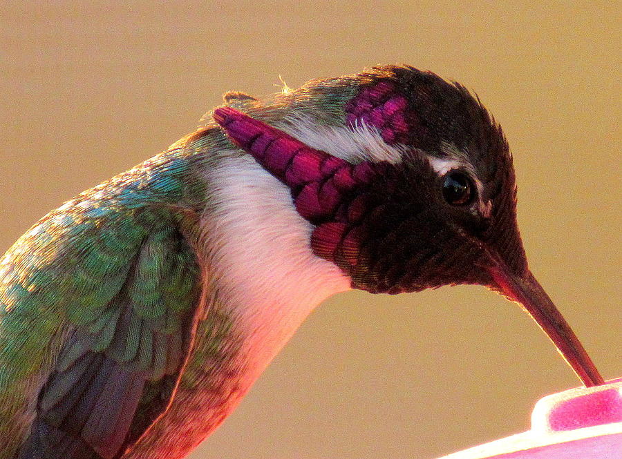 Annas Hummingbird Purple Throat Feathers Photograph by Adrienne Wilson