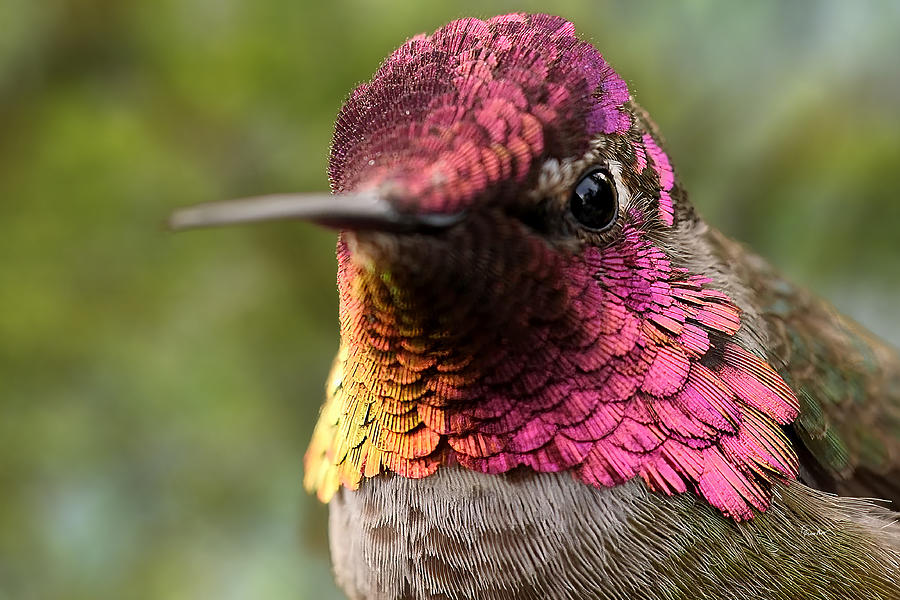 Annas Hummingbird - San Diego Photograph by Russ Harris