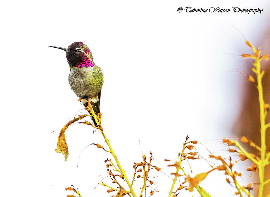 Annas Hummingbird Photograph by Tahmina Watson