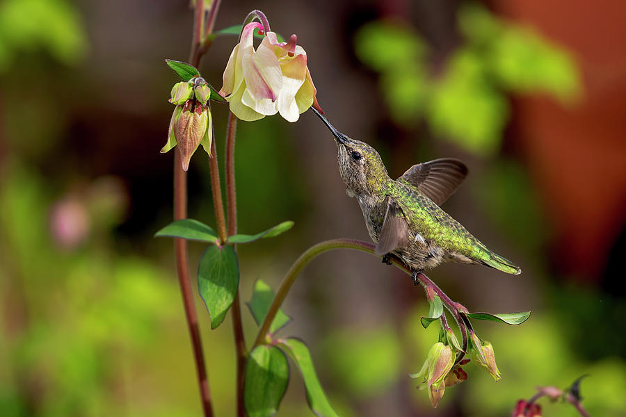 Annas Hummingbird Tasting Columbine Flower Photograph by Peggy Collins