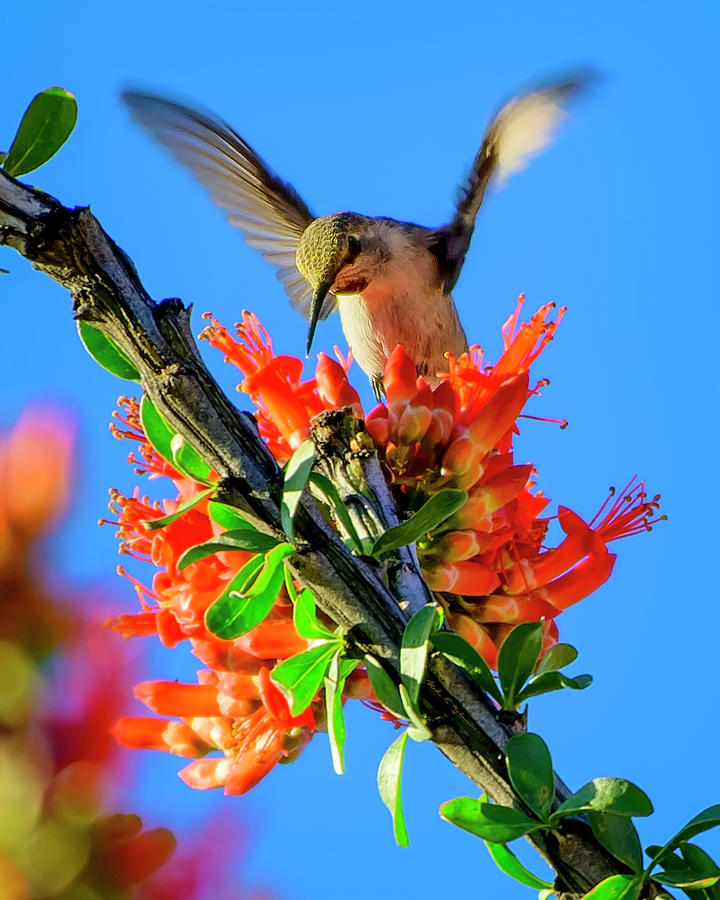 Annas Hummingbird v2048 Photograph by Mark Myhaver