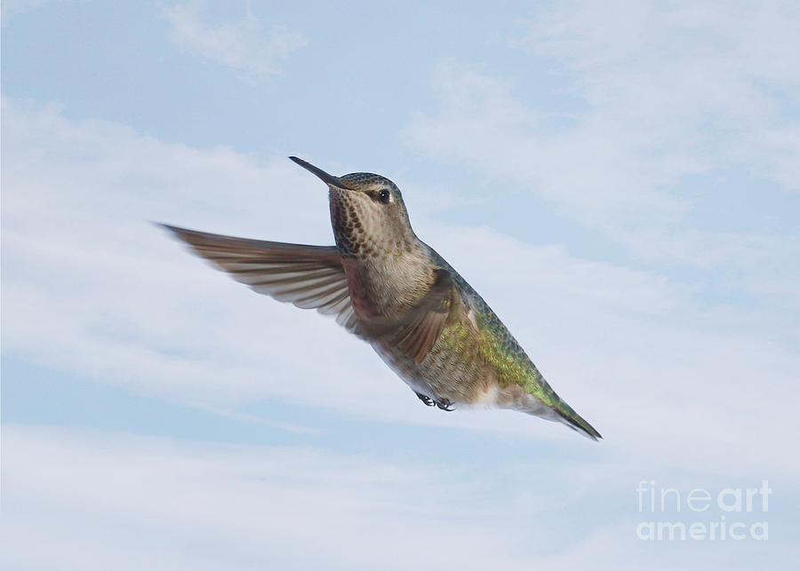 Annas Hummingbird Wave Photograph by Carol Groenen