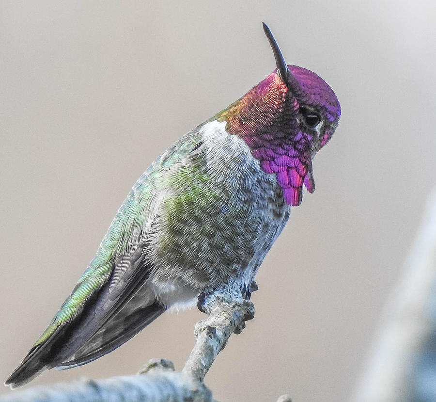 Annas Hummingbird Photograph by Will LaVigne