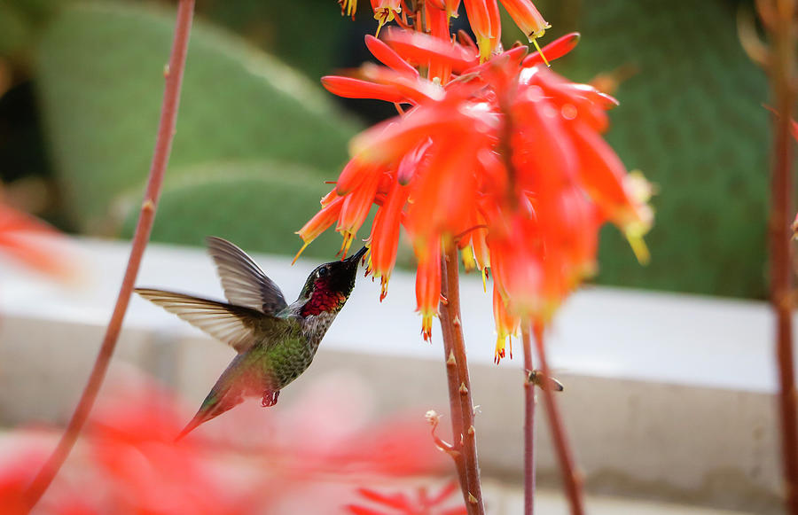 Annas Hummingbird with Torch Aloe Vera Blooms 2 Photograph by Dawn Richards