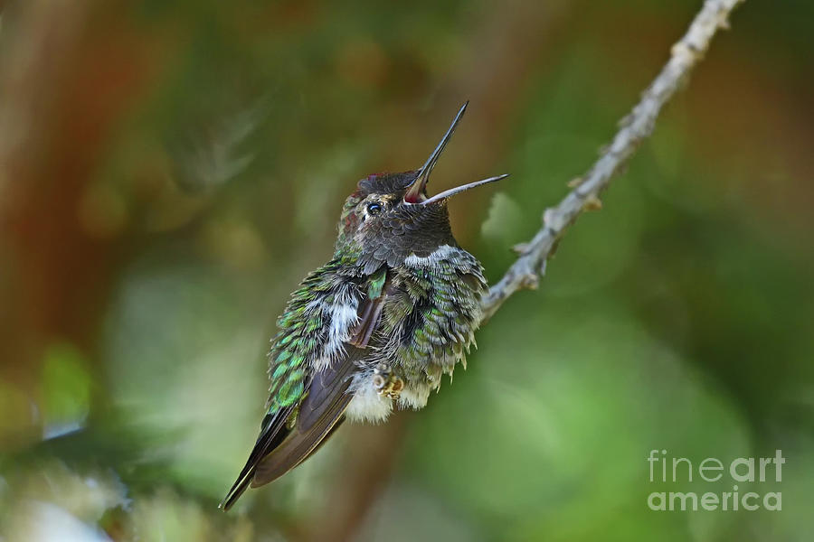 Annas Hummingbird Yawning Photograph
