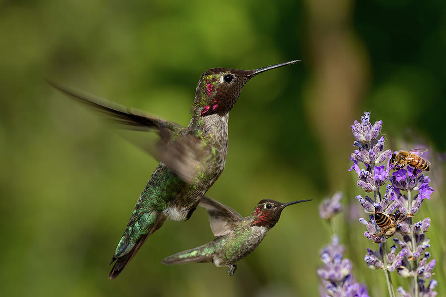 Annas Hummingbirds in Flight Photograph by Kathleen Bishop