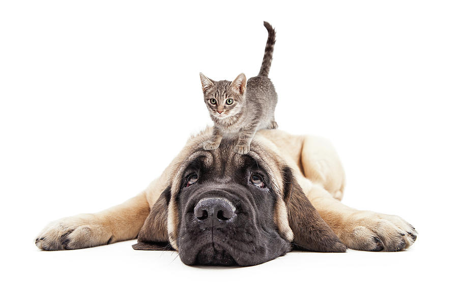 Annoyed Mastiff Puupy With Kitten on Head Photograph by Good Focused