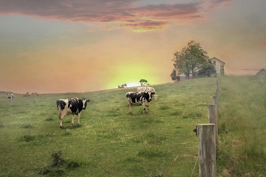 Annville Cows Photograph by Lori Deiter