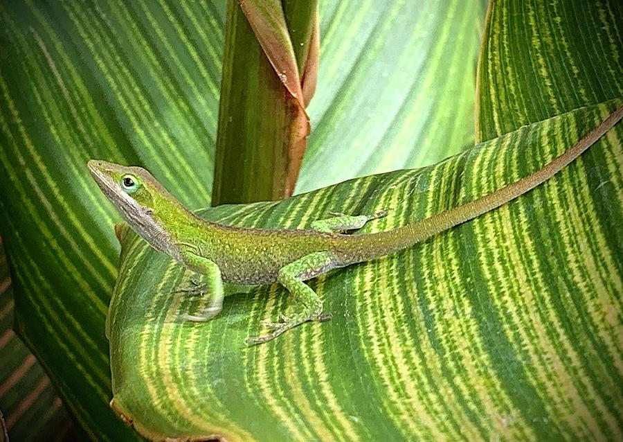 Anole Arch Photograph by Kelly J Kreger - Fine Art America