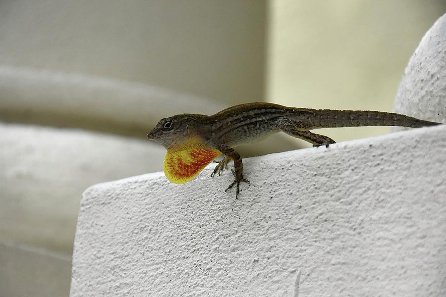 Anole Courting Display Photograph by Christopher Mercer