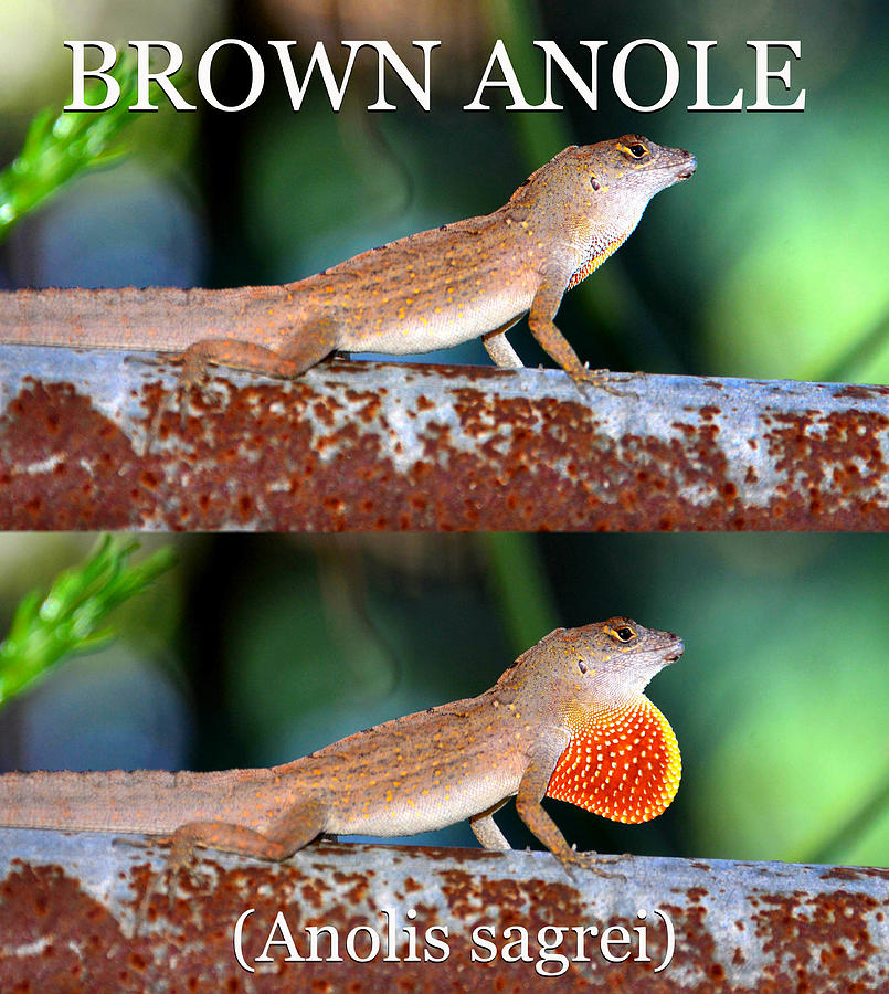 Anole educational poster Photograph by David Lee Thompson