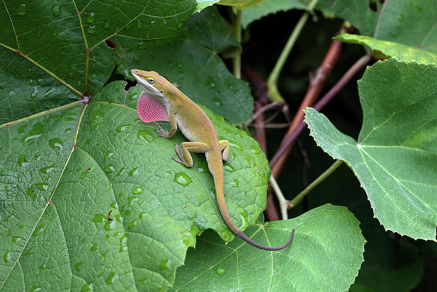 Anole In The Damp Grape Vine Photograph