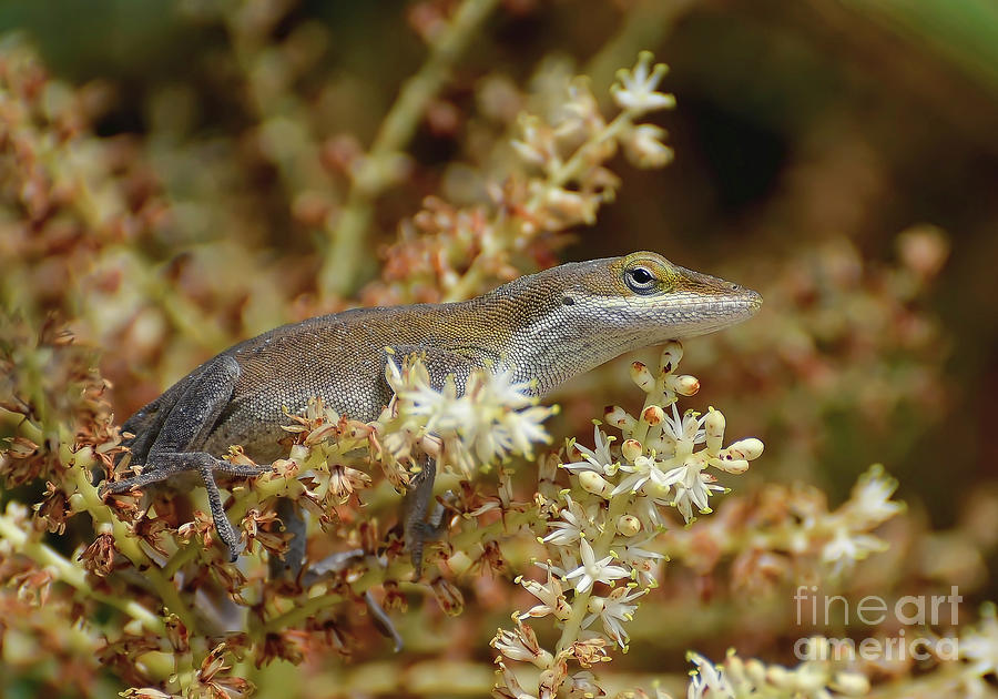 Anole Photograph by Kathy Baccari