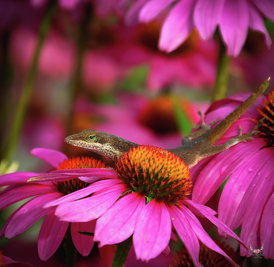 Anole Lizard in Pinks Photograph by Pam Rendall